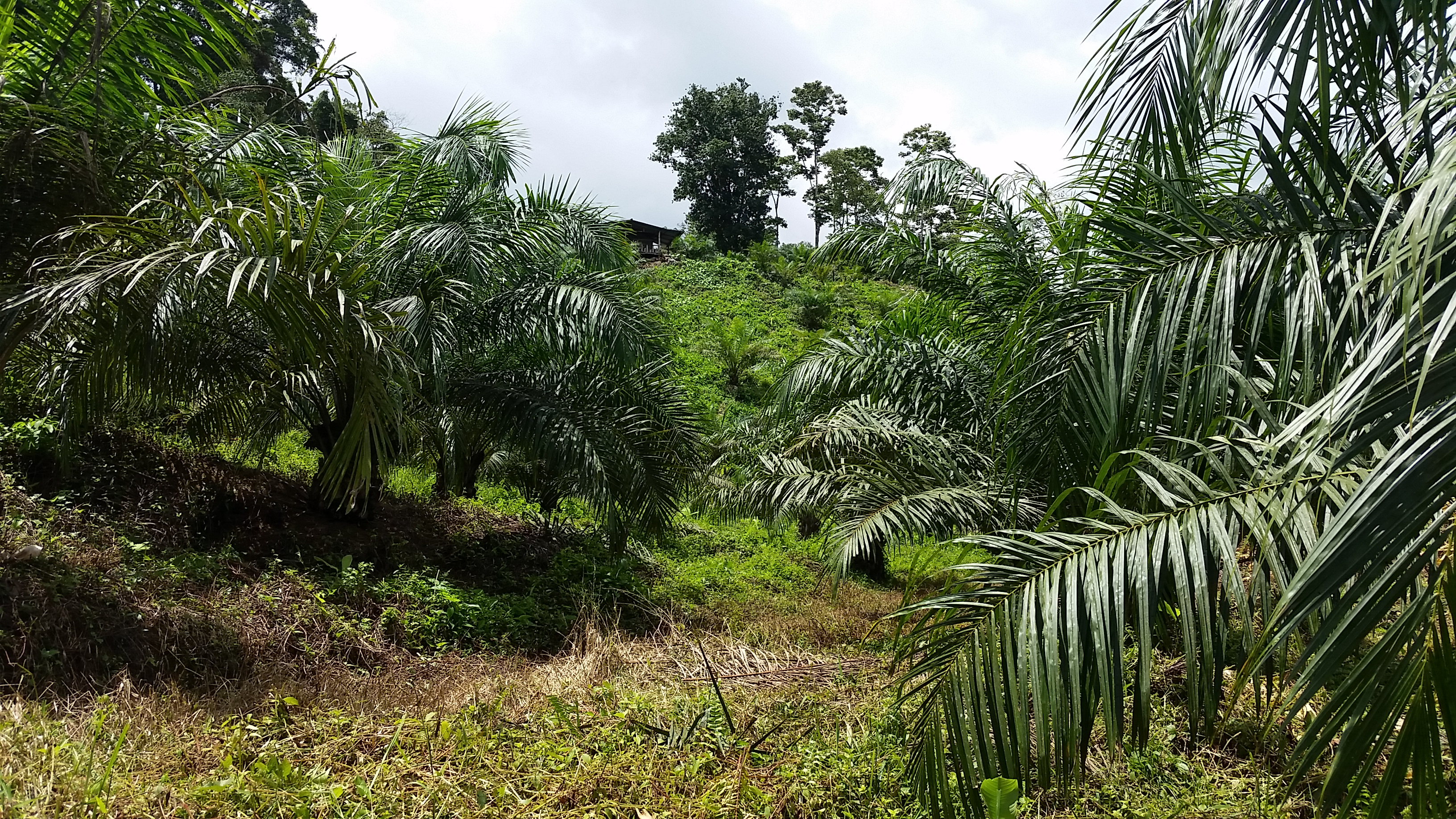 0 bed Land For Sale in Palmar, Puntarenas - thumb 15