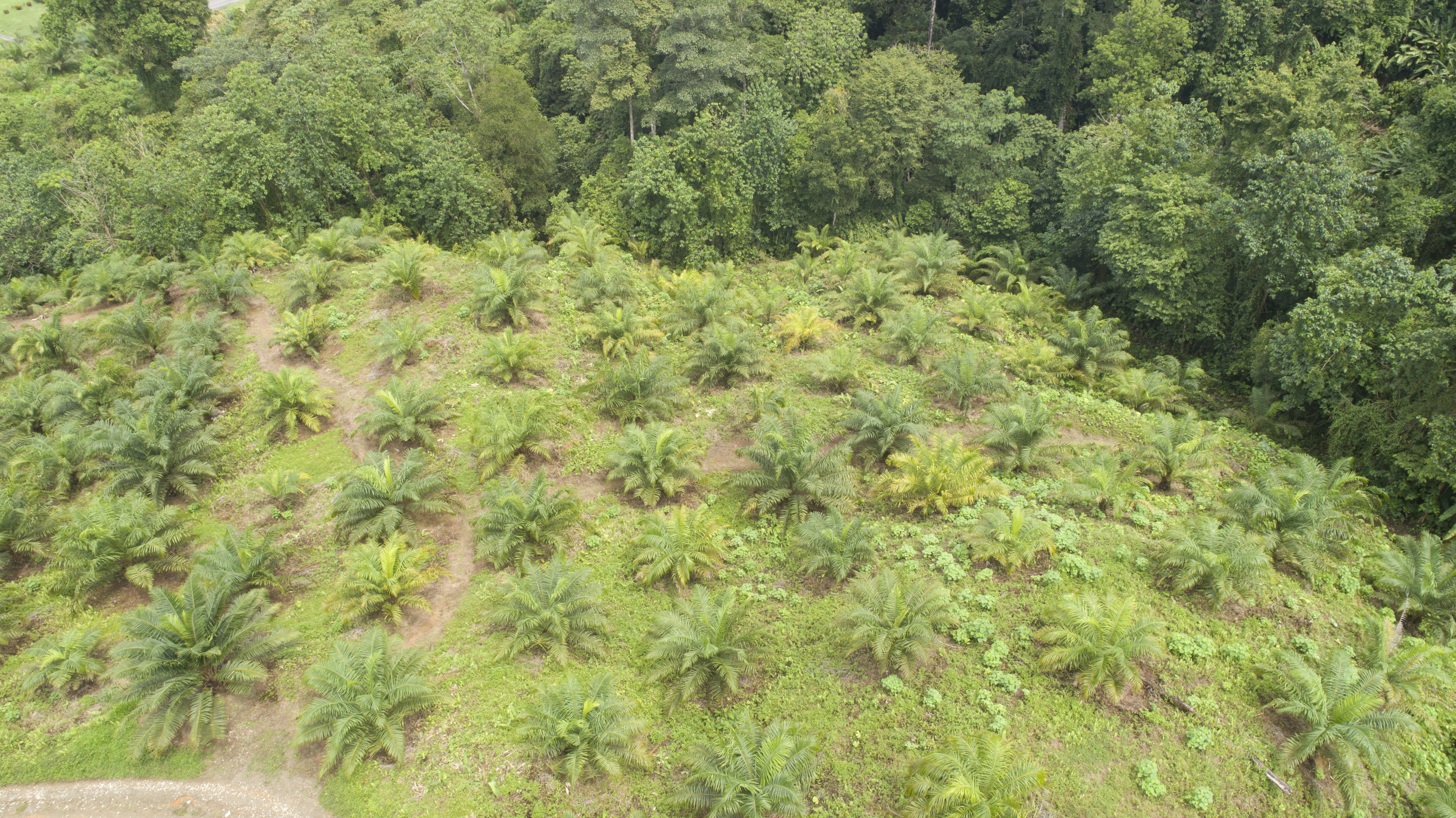 0 bed Land For Sale in Palmar, Puntarenas - thumb 19