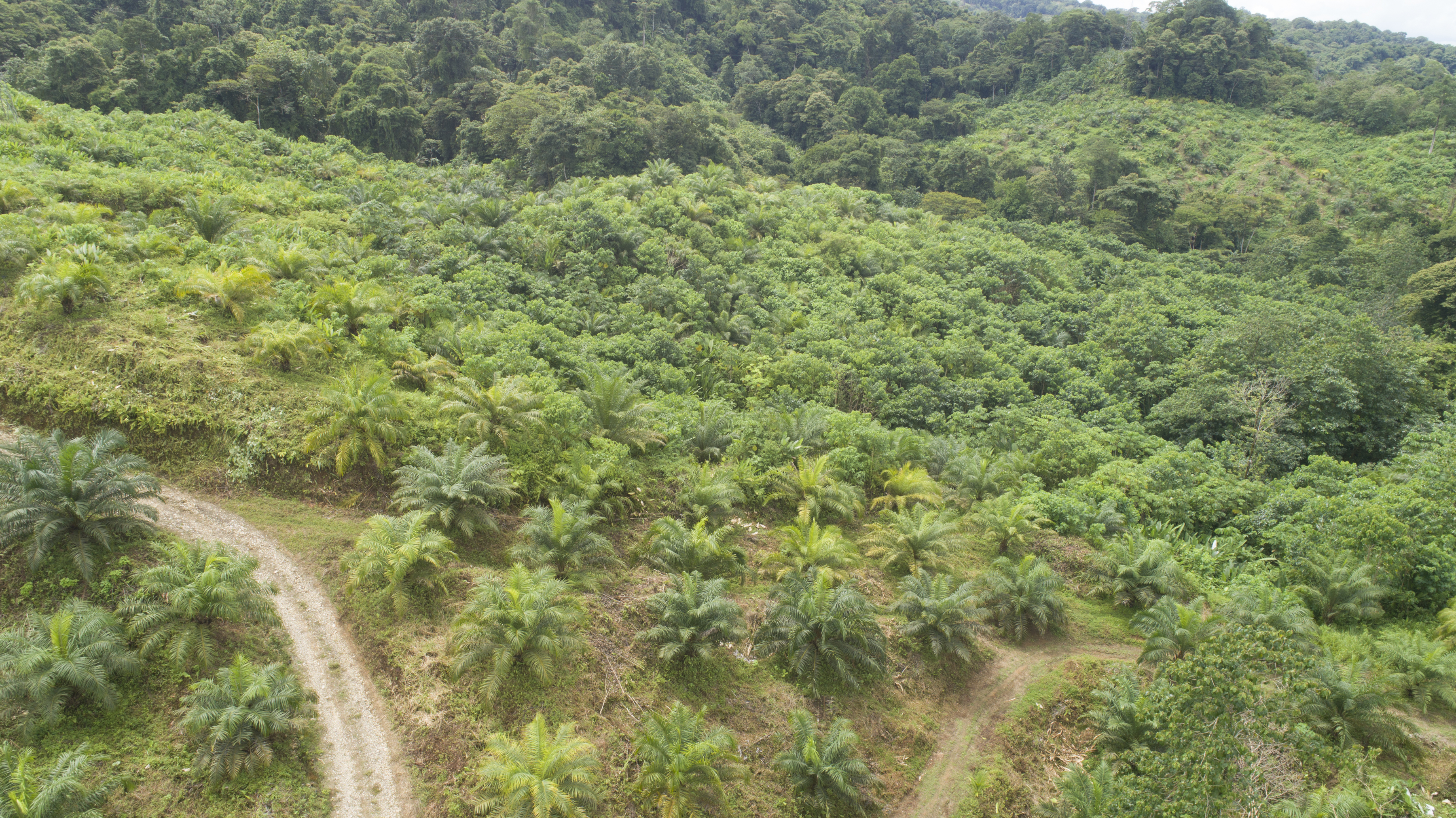 0 bed Land For Sale in Palmar, Puntarenas - thumb 21