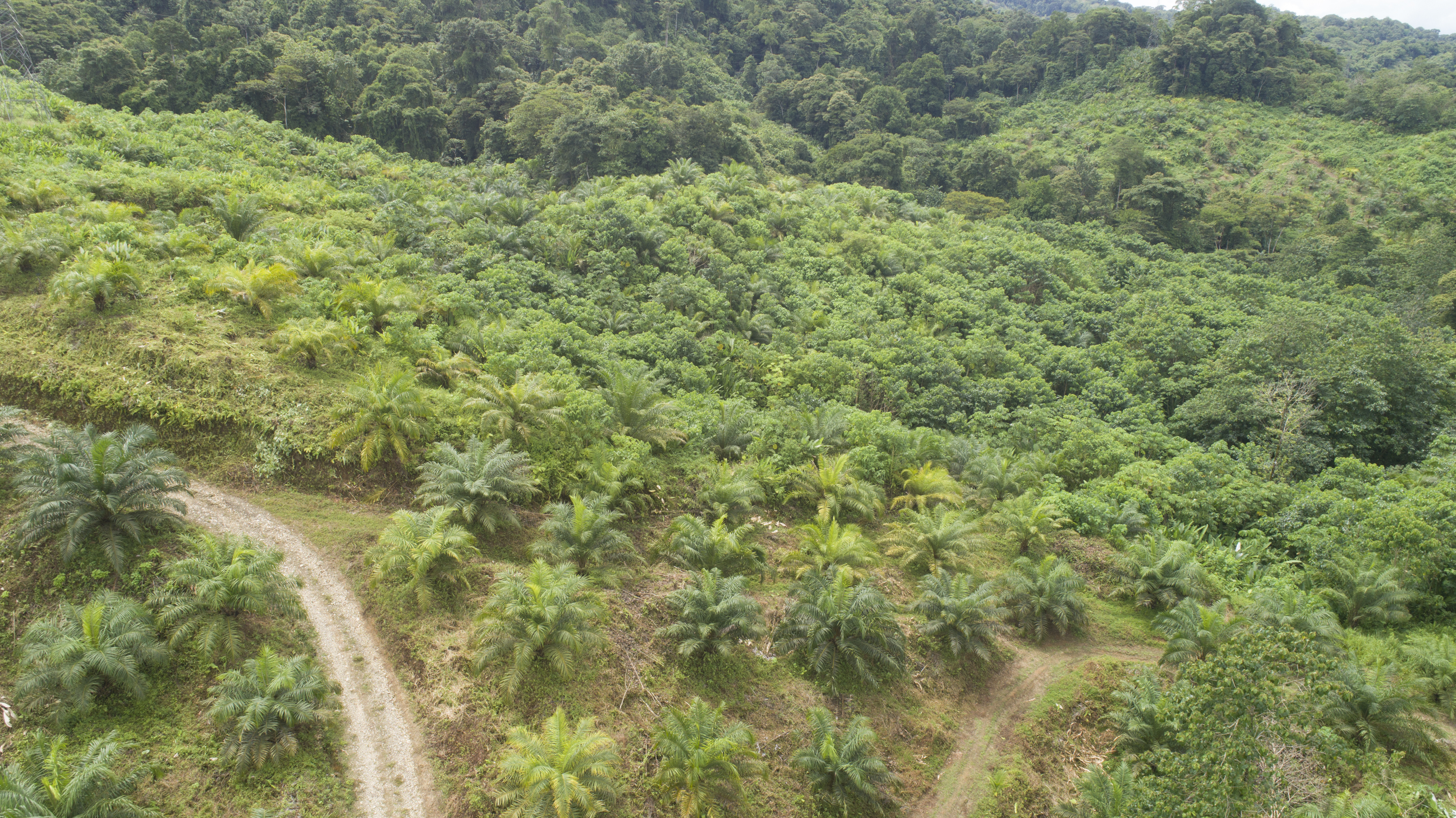 0 bed Land For Sale in Palmar, Puntarenas - thumb 22