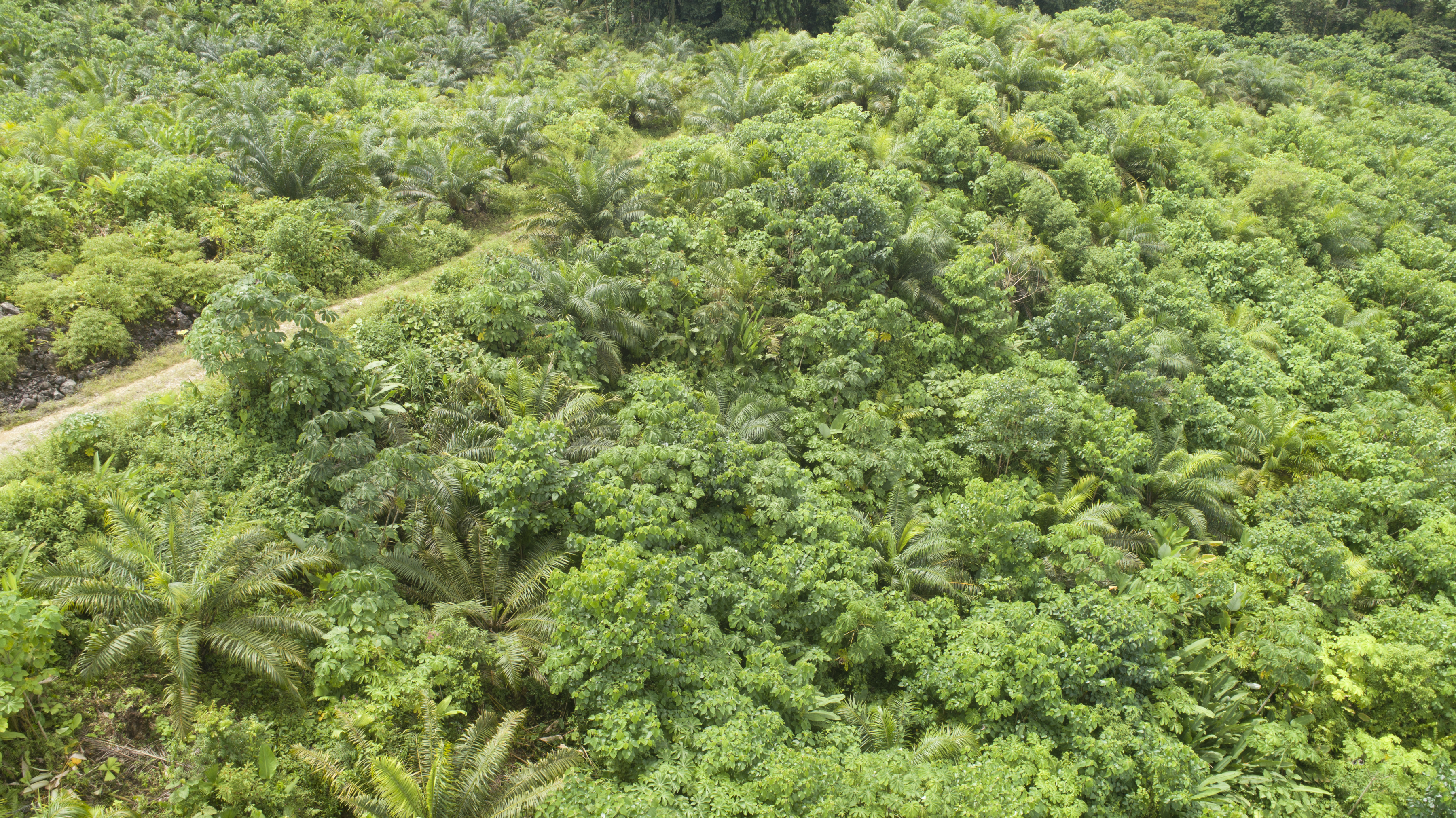 0 bed Land For Sale in Palmar, Puntarenas - thumb 23