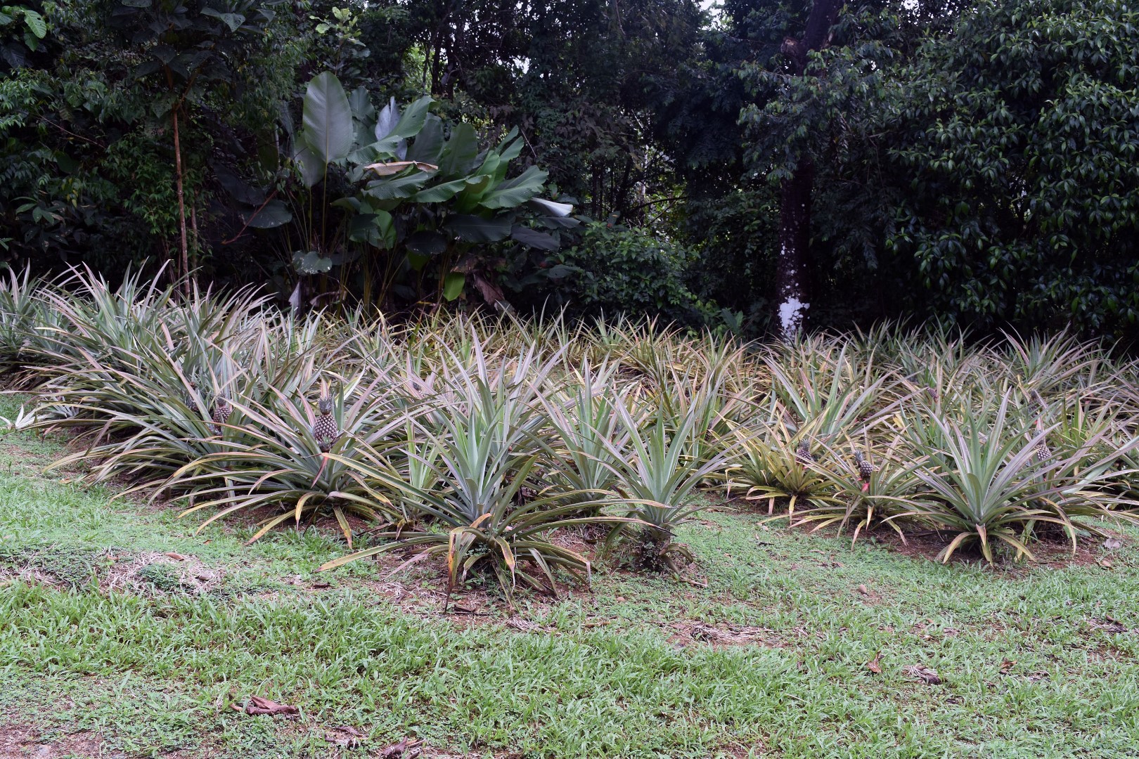 3 bed Single Family Homes For Sale in Dominical, Puntarenas - thumb 29