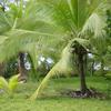  - Beachfront Concession Lot to develop at Playa Linda