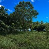  - Beachfront Concession Lot to develop at Playa Linda