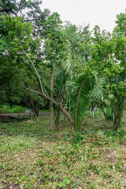 0 bed Land For Sale in Nosara, Guanacaste - thumb 7