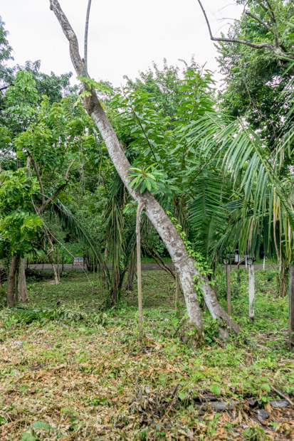 0 bed Land For Sale in Nosara, Guanacaste - thumb 2