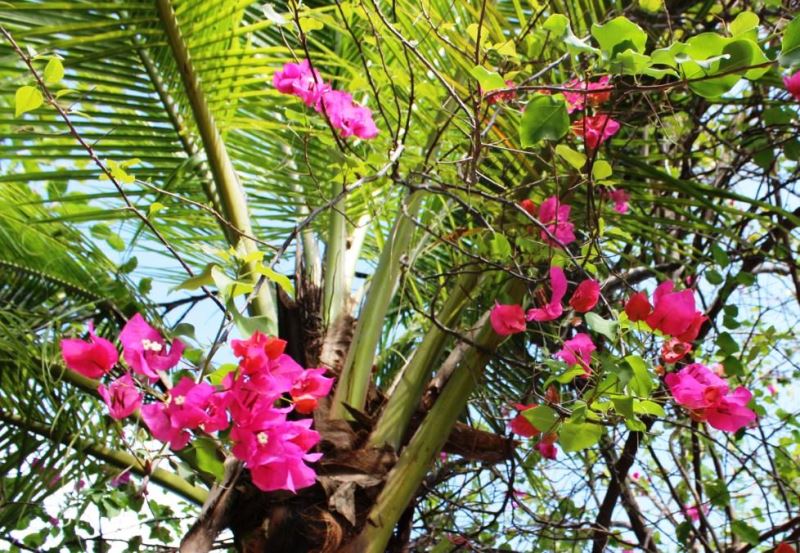 2 bed Condo For Sale in Playas Del Coco, Guanacaste - thumb 17