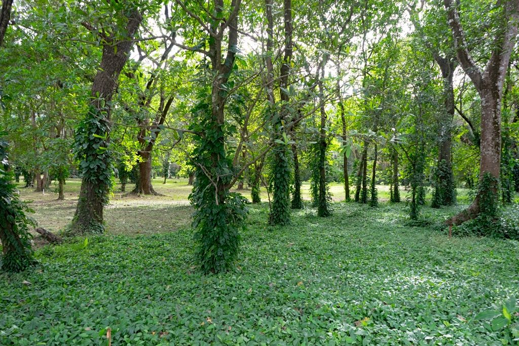 0 bed Land For Sale in Nosara, Guanacaste - thumb 4