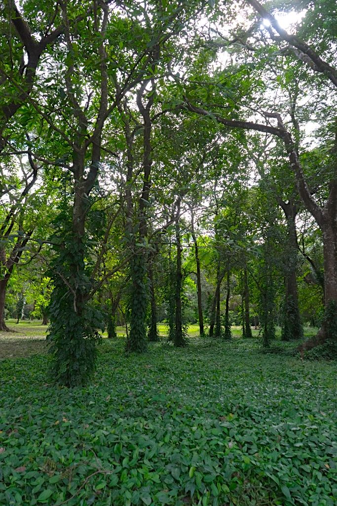 0 bed Land For Sale in Nosara, Guanacaste - thumb 5