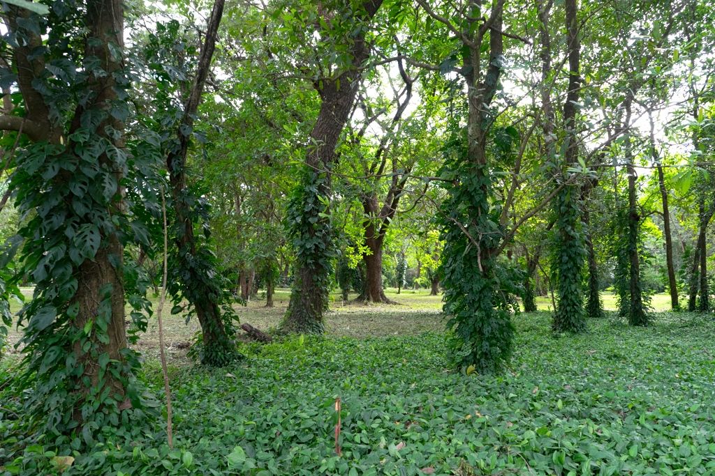 0 bed Land For Sale in Nosara, Guanacaste - thumb 6