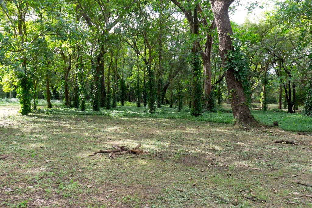 0 bed Land For Sale in Nosara, Guanacaste - thumb 10