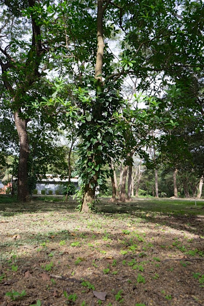 0 bed Land For Sale in Nosara, Guanacaste - thumb 8