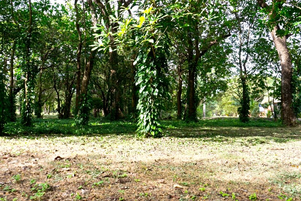 0 bed Land For Sale in Nosara, Guanacaste - thumb 9
