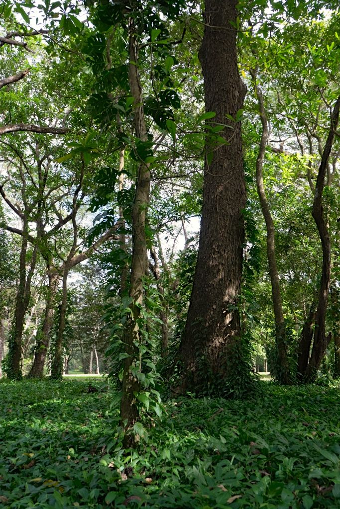 0 bed Land For Sale in Nosara, Guanacaste - thumb 13