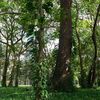  - Nosara Springs Lot 24-A