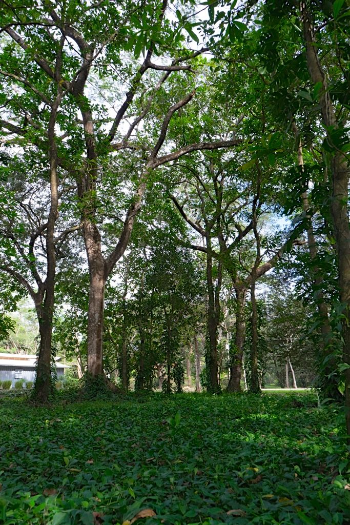 0 bed Land For Sale in Nosara, Guanacaste - thumb 14