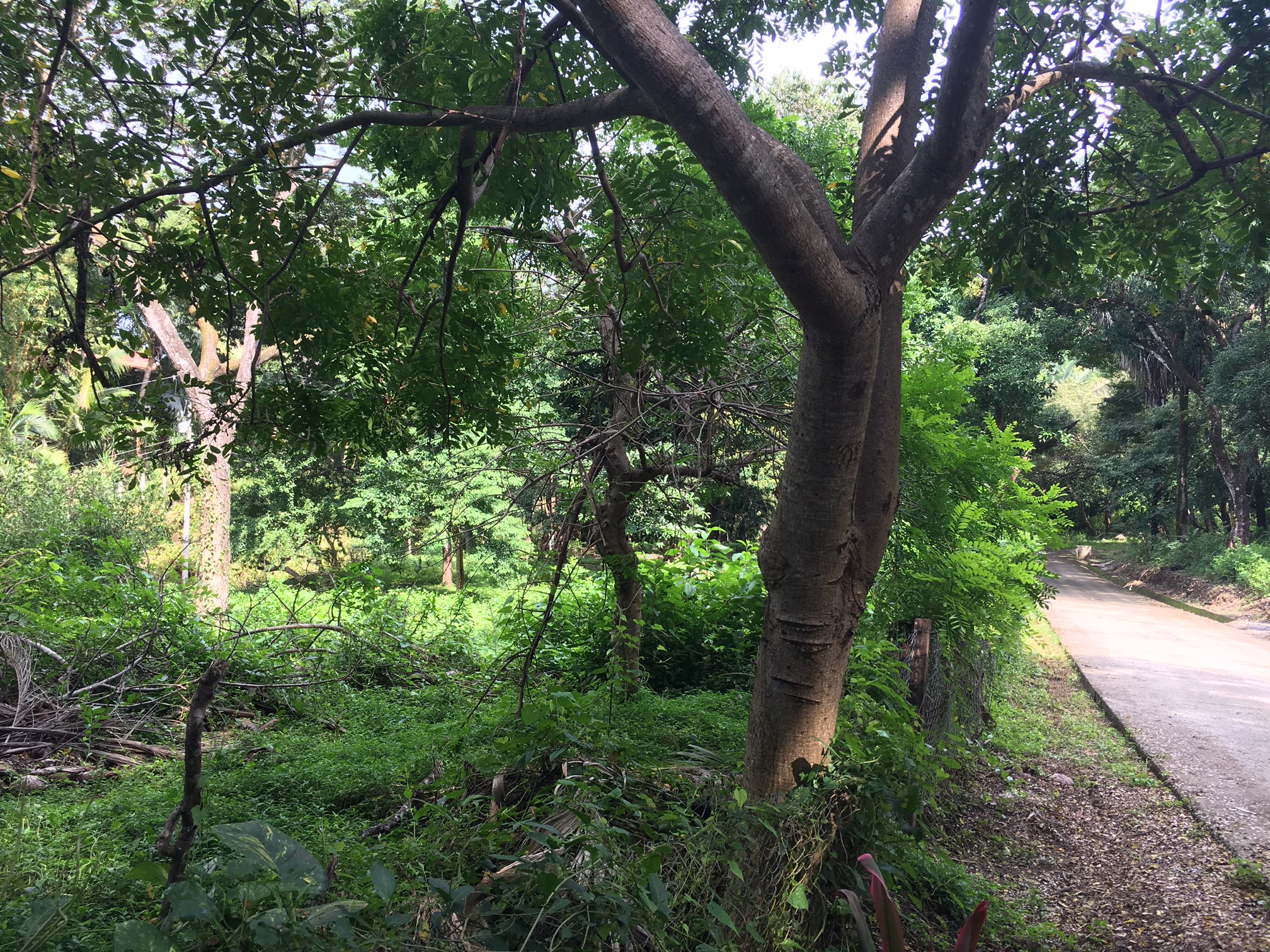 0 bed Land For Sale in Samara, Guanacaste - thumb 7