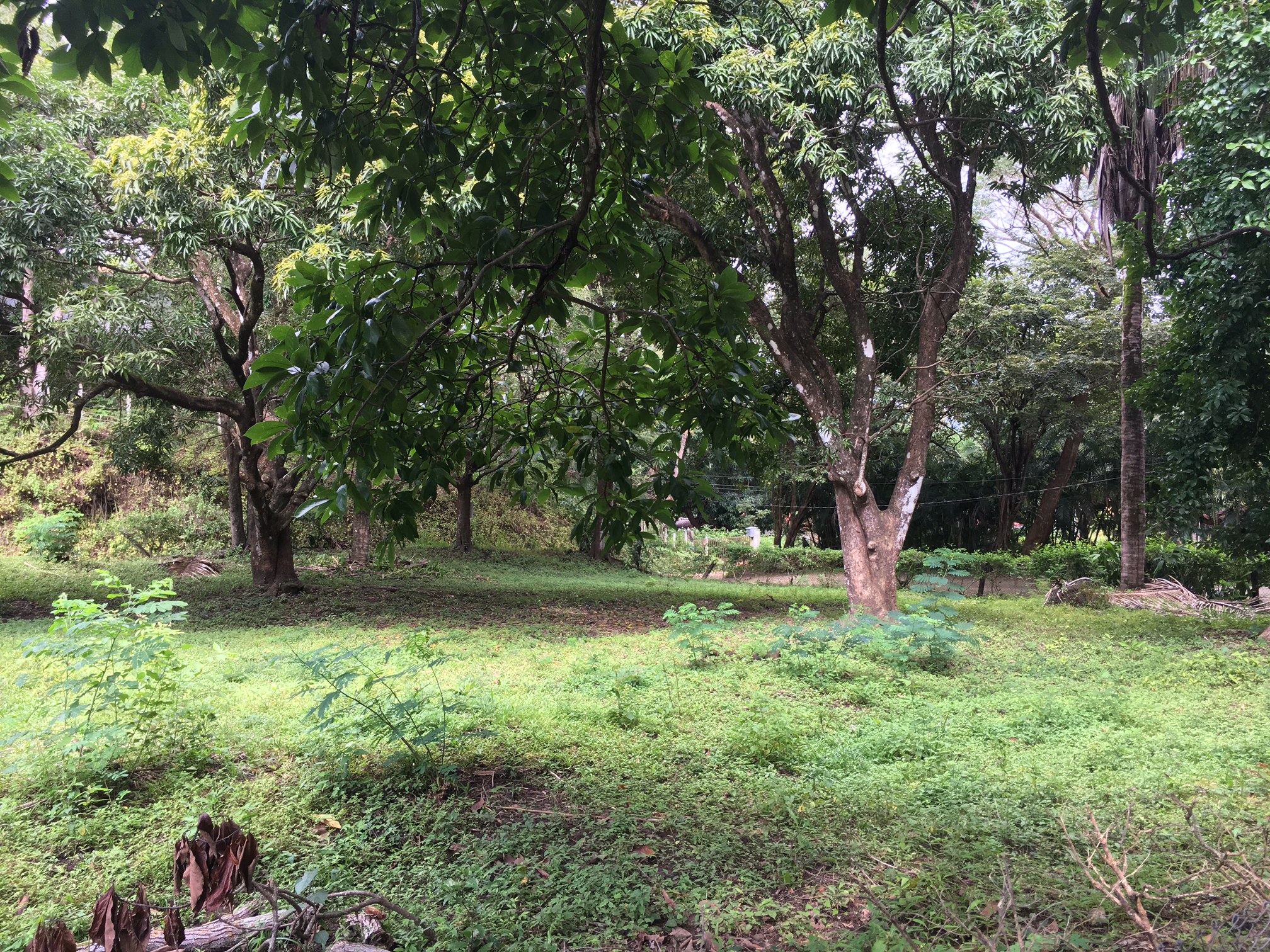 0 bed Land For Sale in Samara, Guanacaste - thumb 6