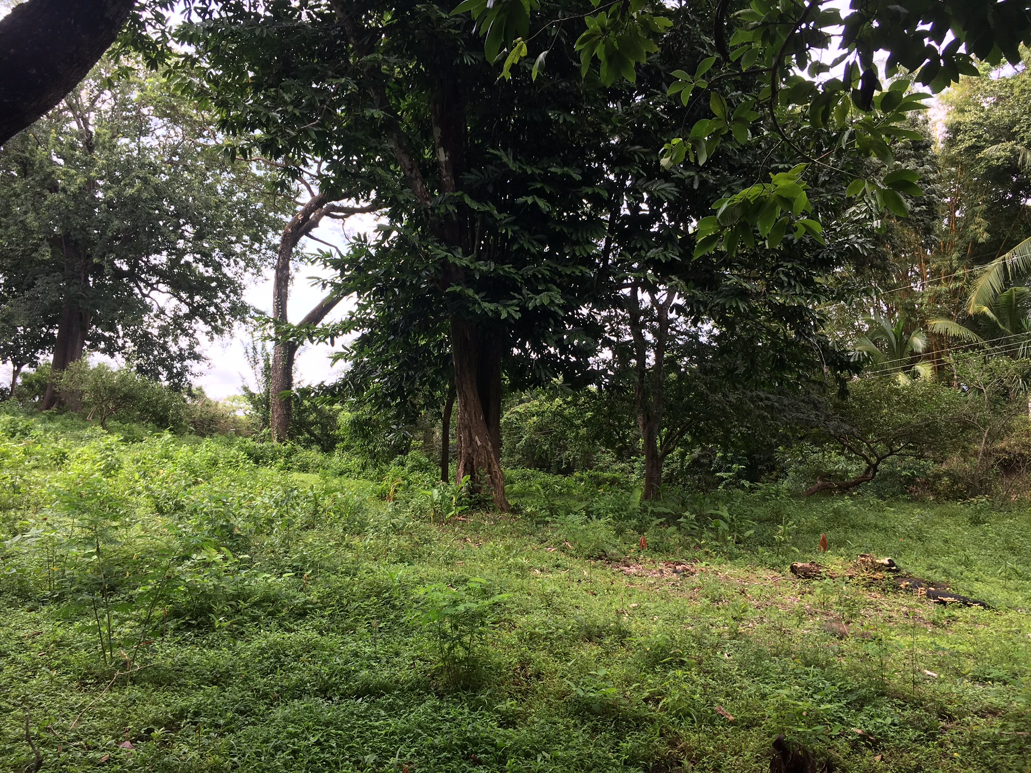 0 bed Land For Sale in Samara, Guanacaste - thumb 12