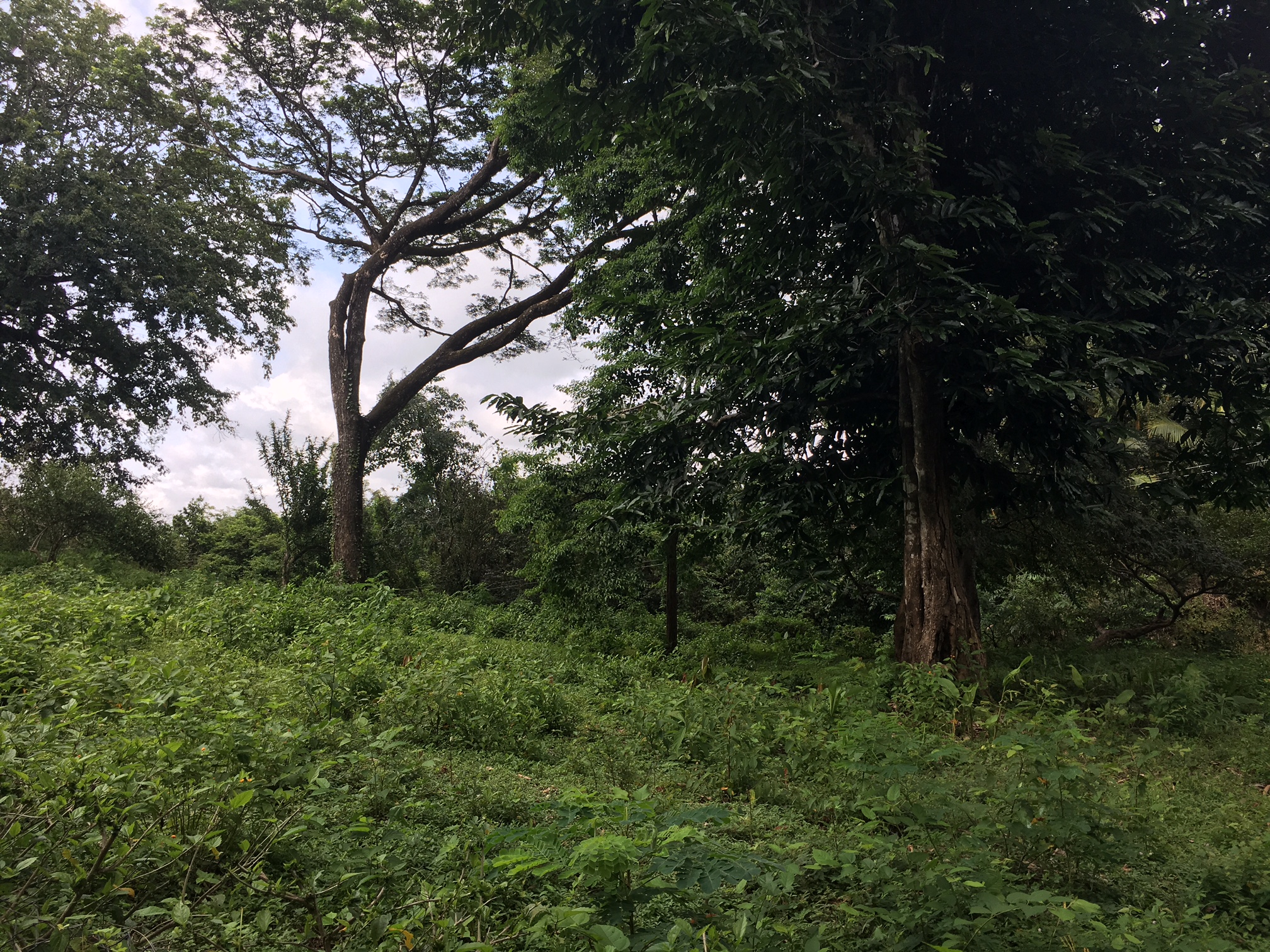 0 bed Land For Sale in Samara, Guanacaste - thumb 10