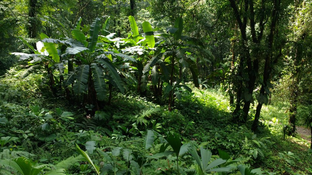 0 bed Land For Sale in Quepos, Puntarenas - thumb 6