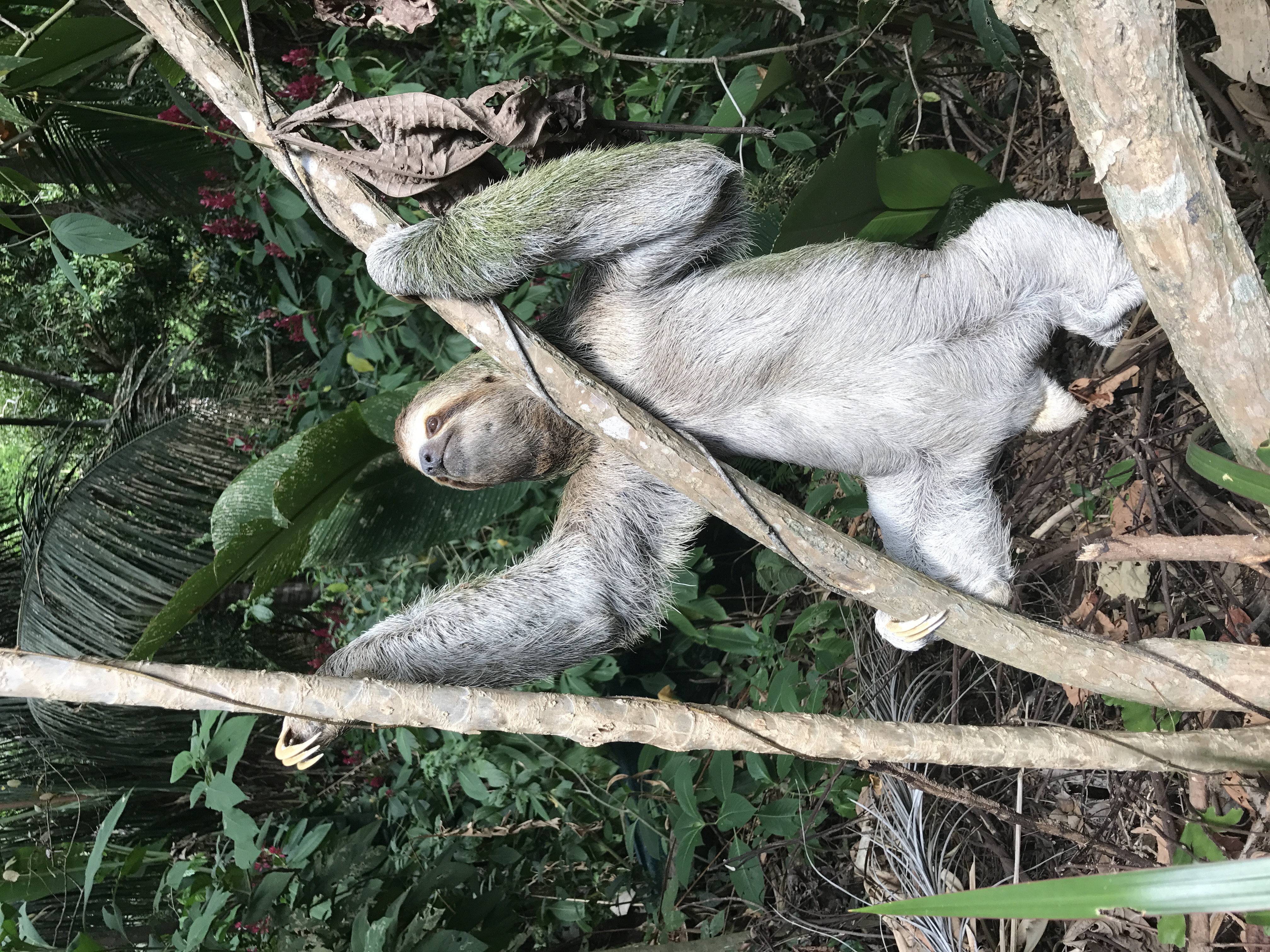 0 bed Land For Sale in Quepos, Puntarenas - thumb 11
