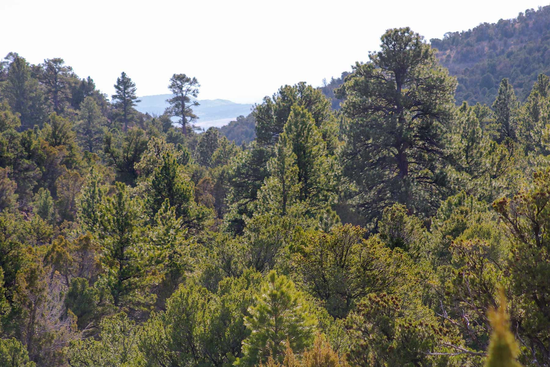 Snake River Land & Cattle Ranch Hall and Hall