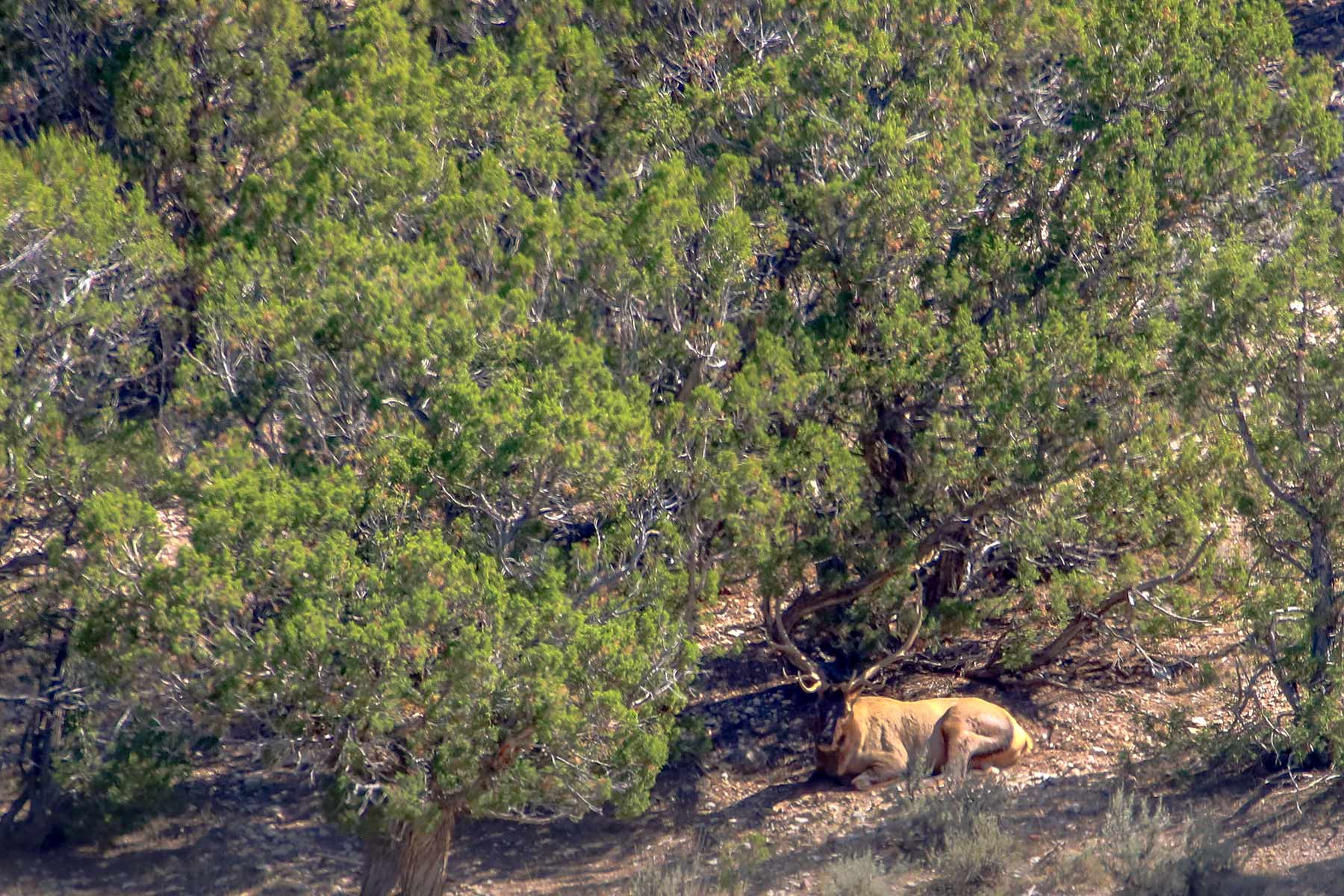 Snake River Land & Cattle Ranch Hall and Hall