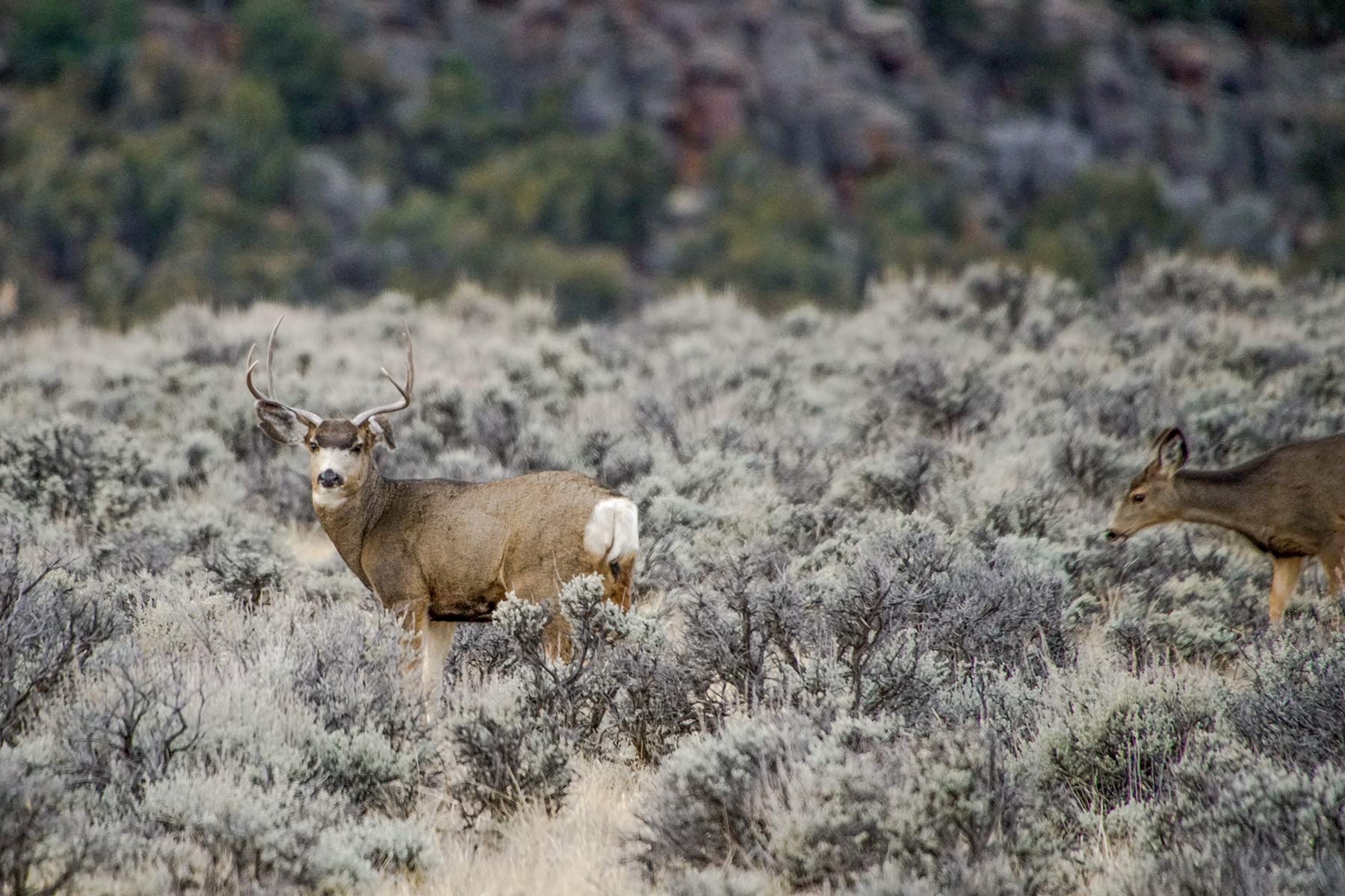 Snake River Land & Cattle Ranch Hall and Hall