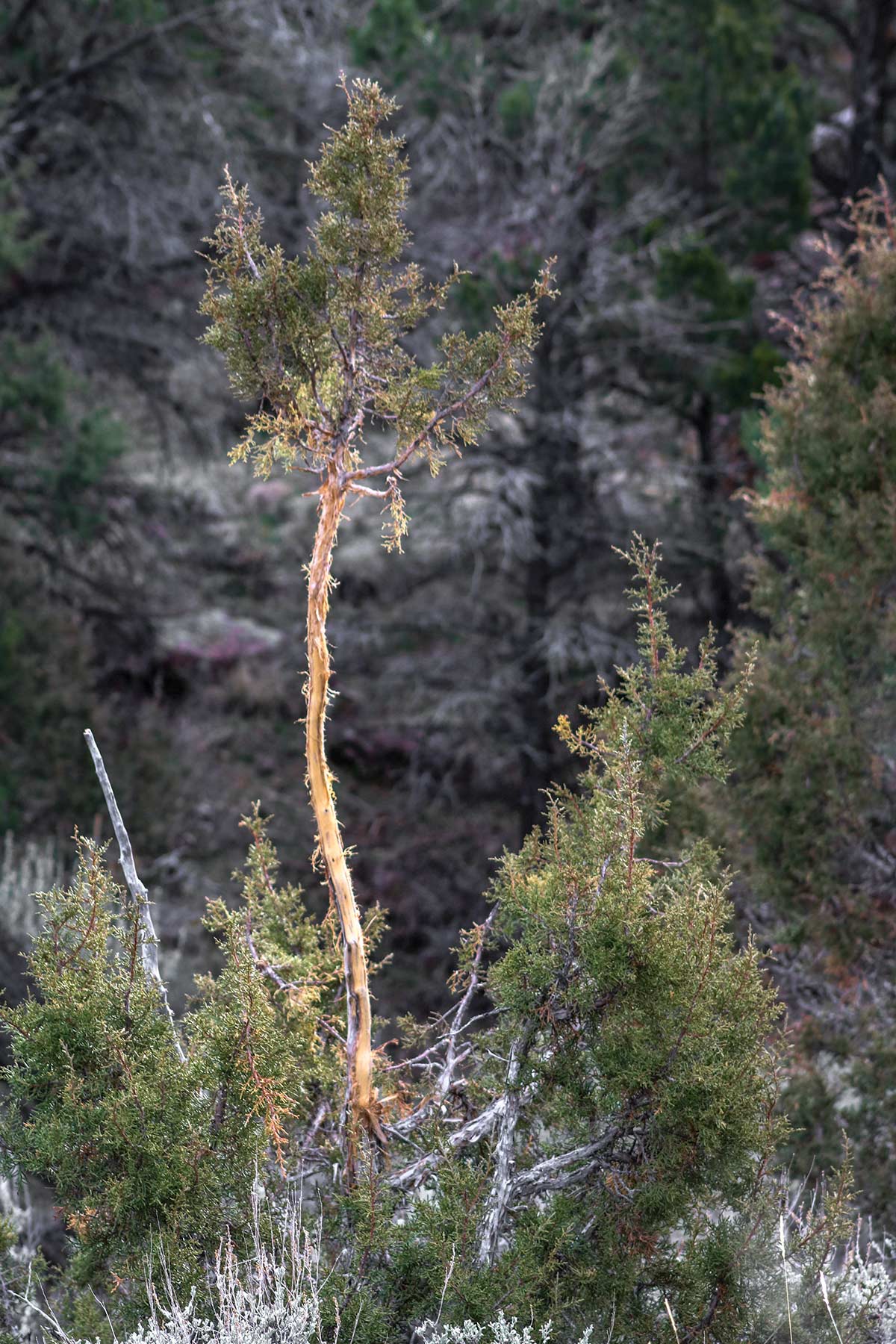 Snake River Land & Cattle Ranch property picture 33 of 59