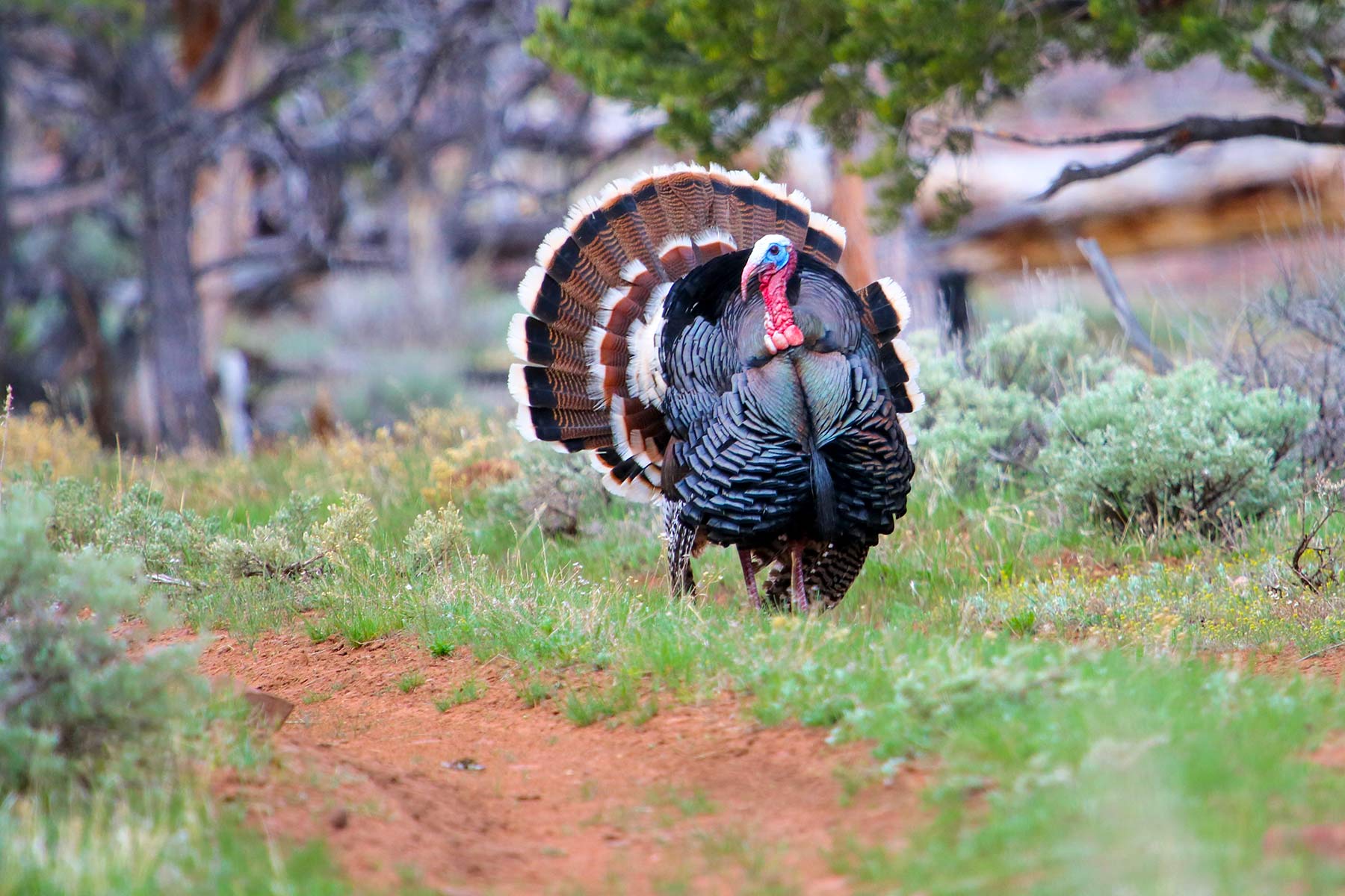 Snake River Land & Cattle Ranch property picture 8 of 59
