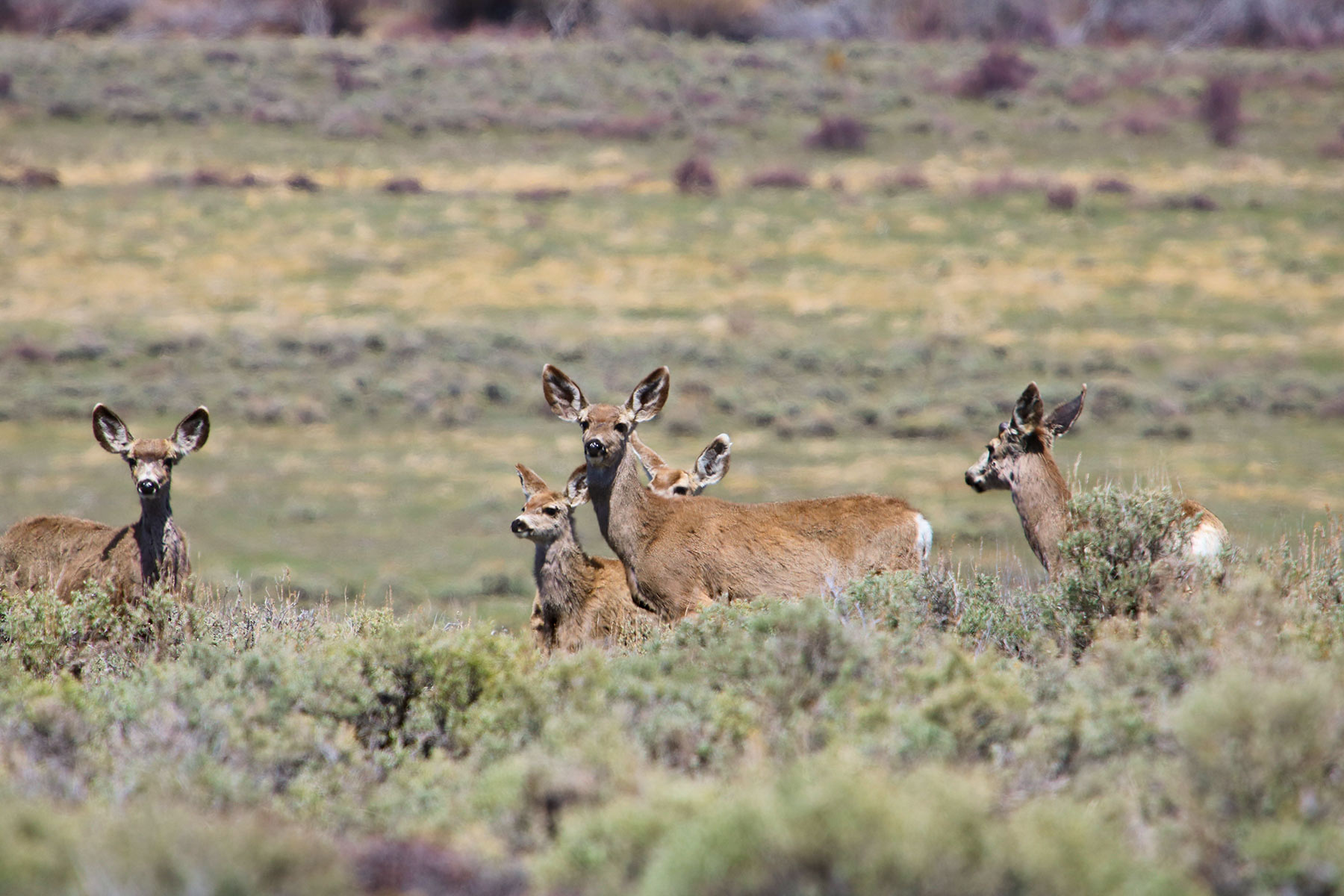 Snake River Land & Cattle Ranch Hall and Hall