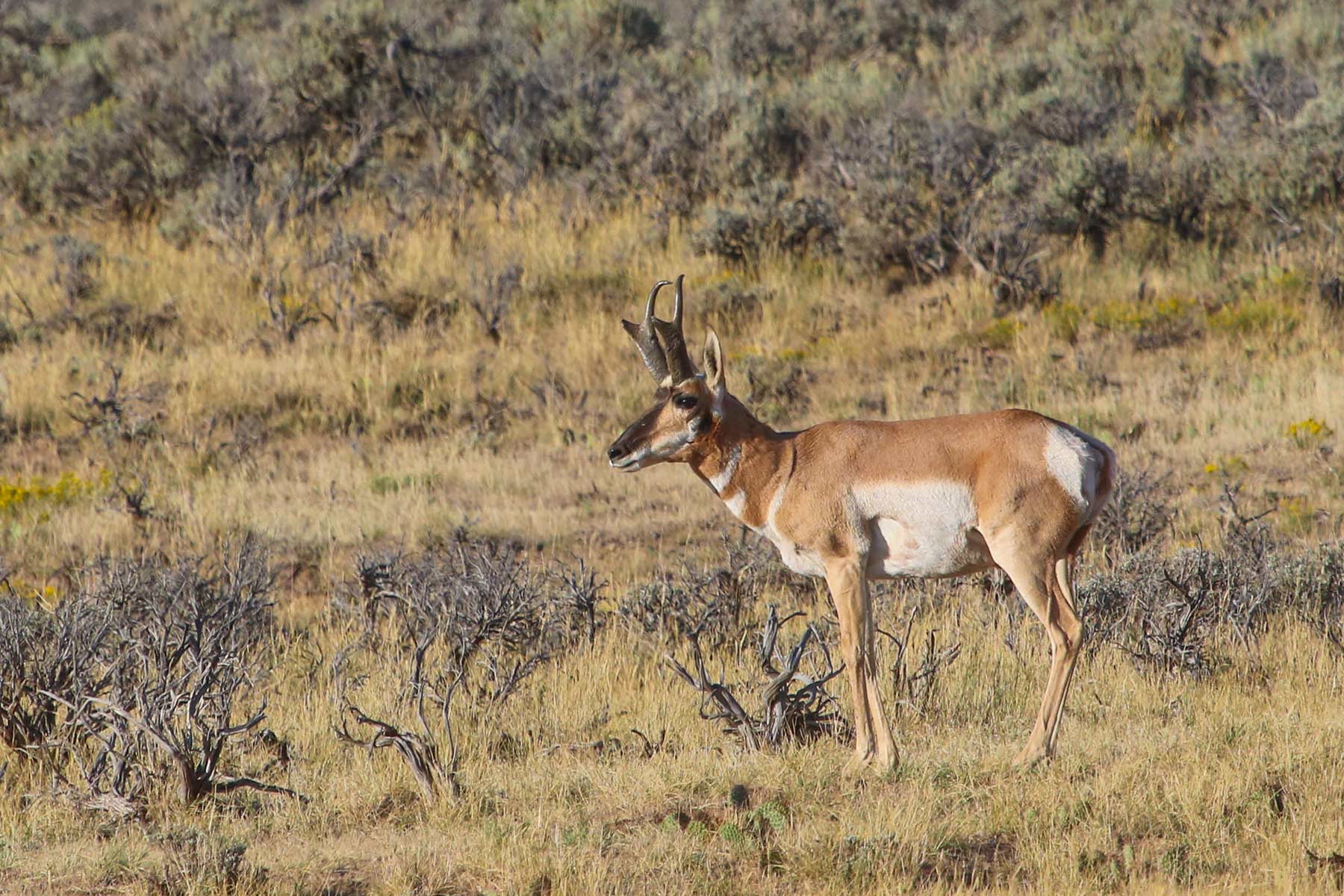 Snake River Land & Cattle Ranch Hall and Hall