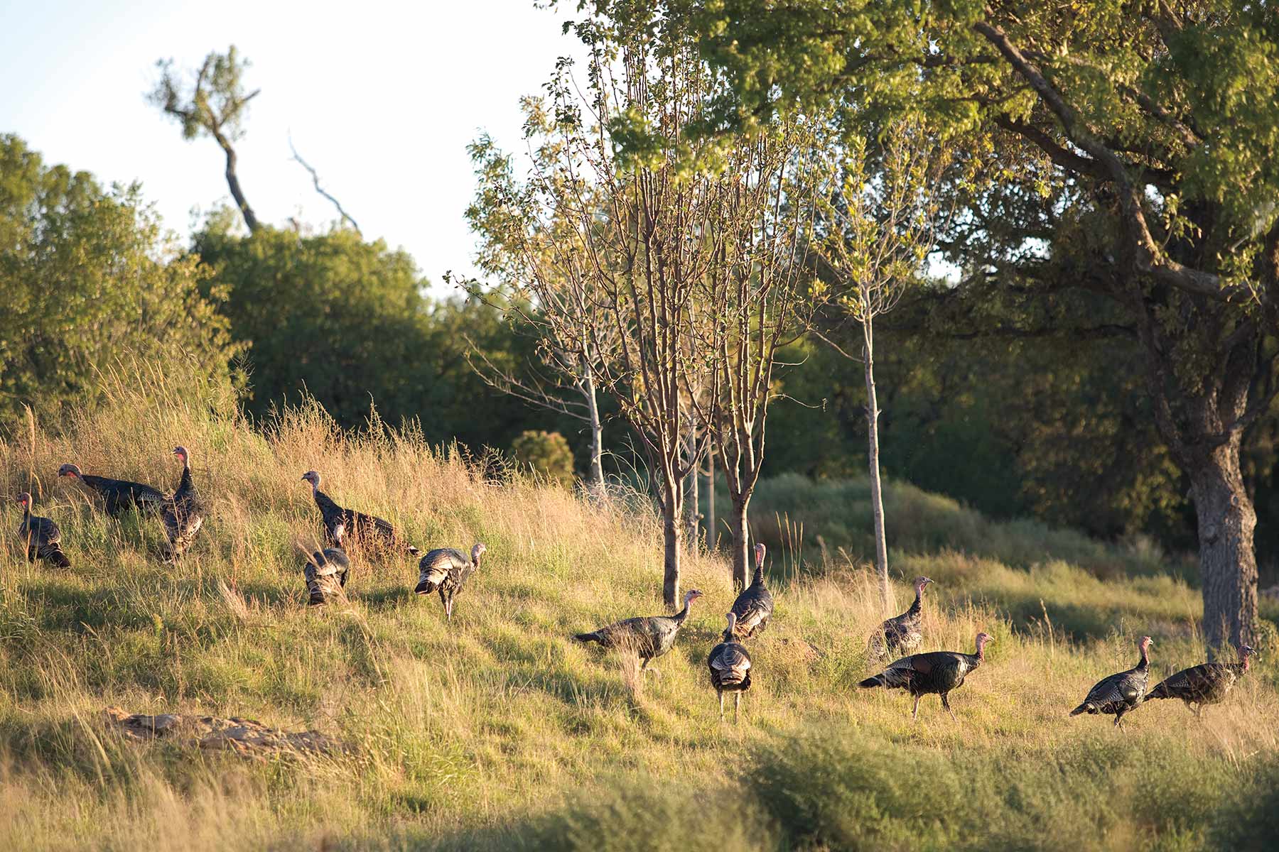 Mesa Vista Ranch property picture 46 of 67