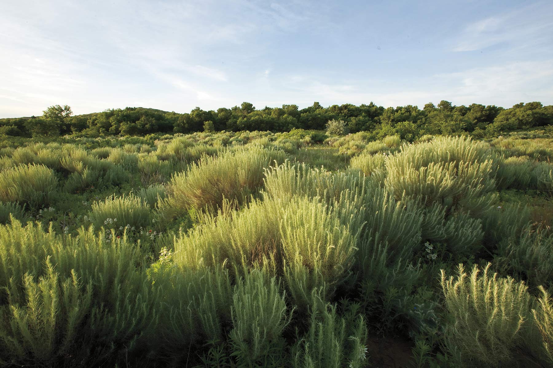 Mesa Vista Ranch property picture 48 of 67