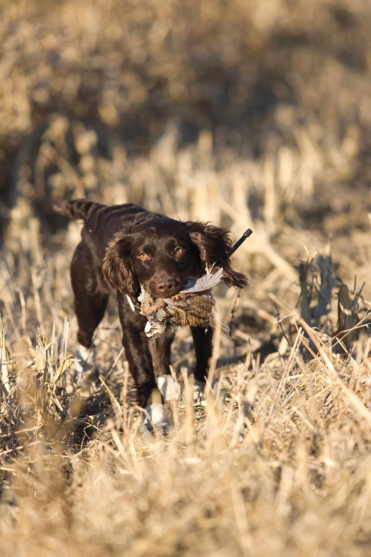 Mesa Vista Ranch property picture 52 of 67