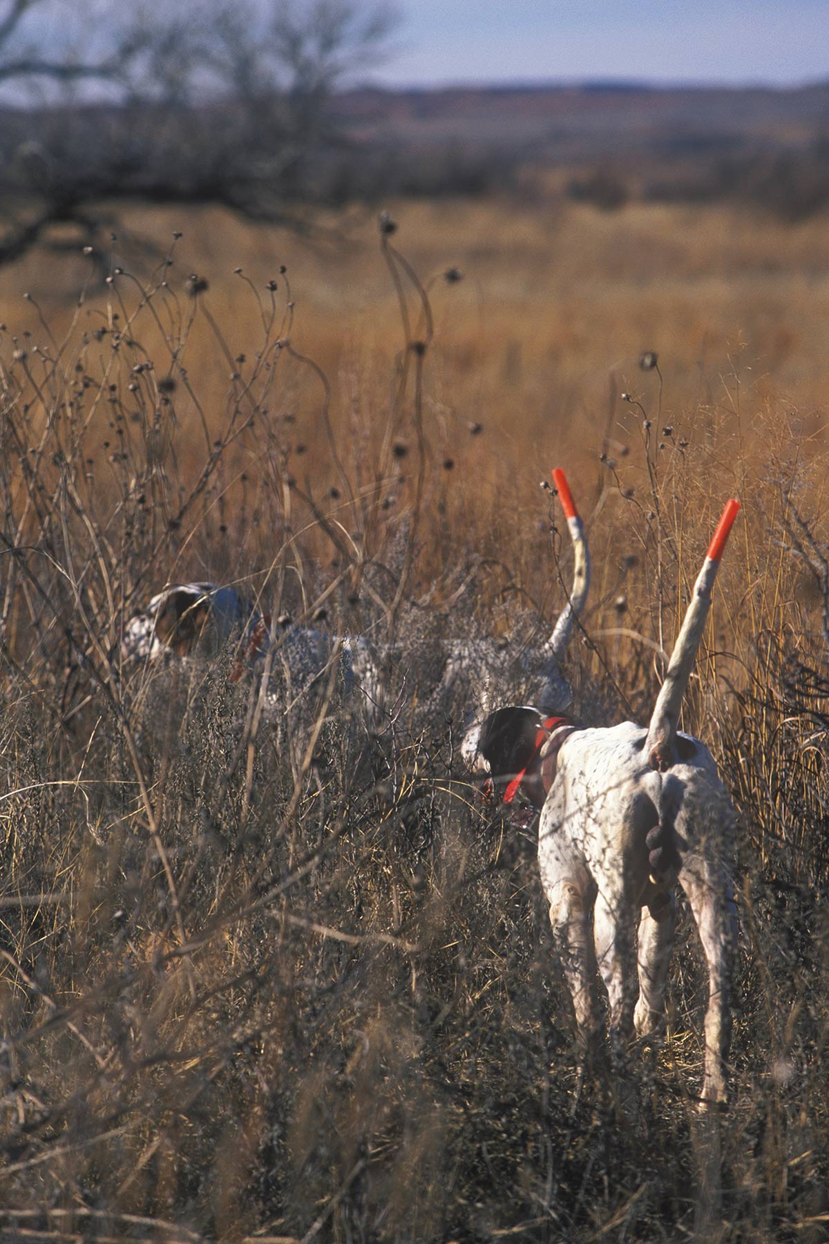 Mesa Vista Ranch property picture 41 of 67