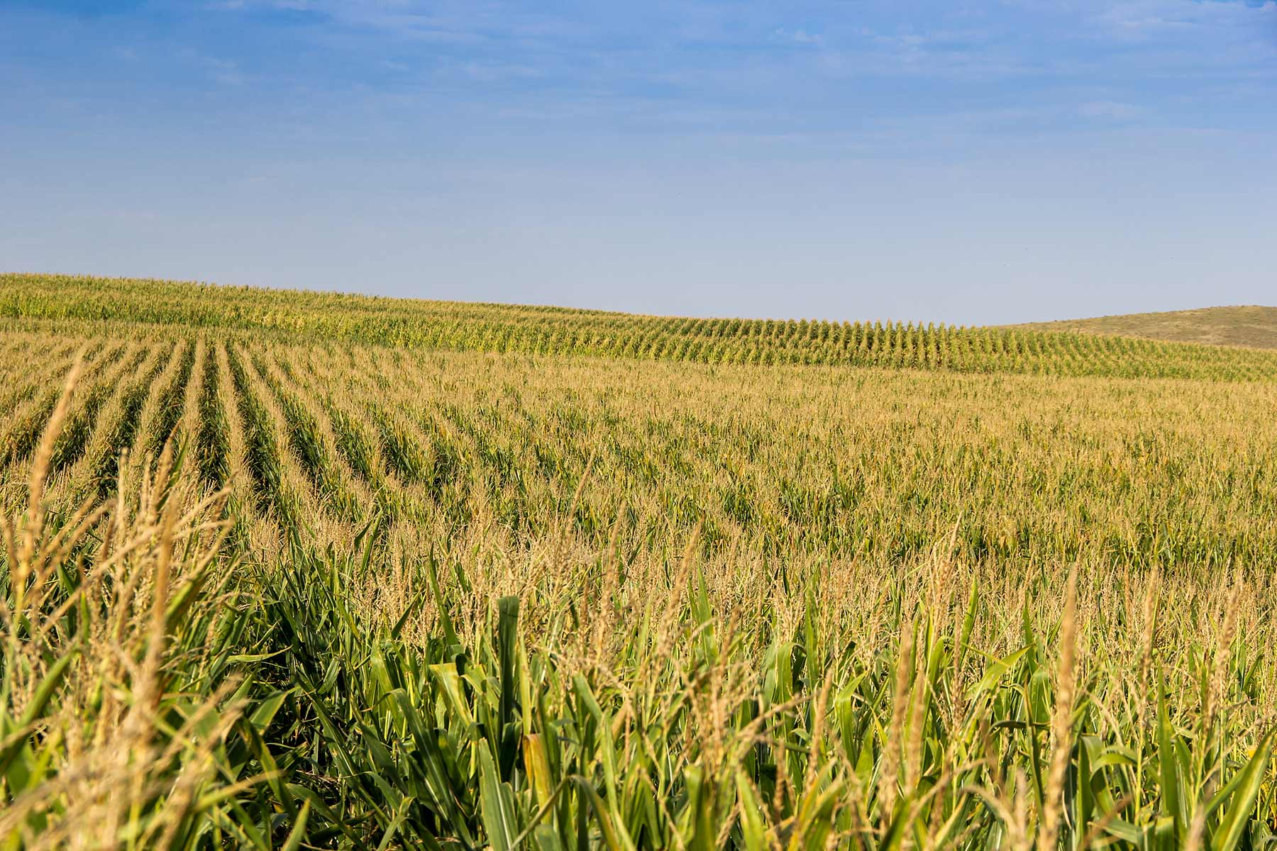 Bucktail Farm property picture 4 of 35