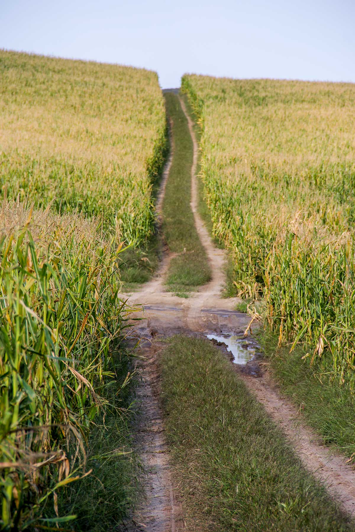 Bucktail Farm property picture 16 of 35