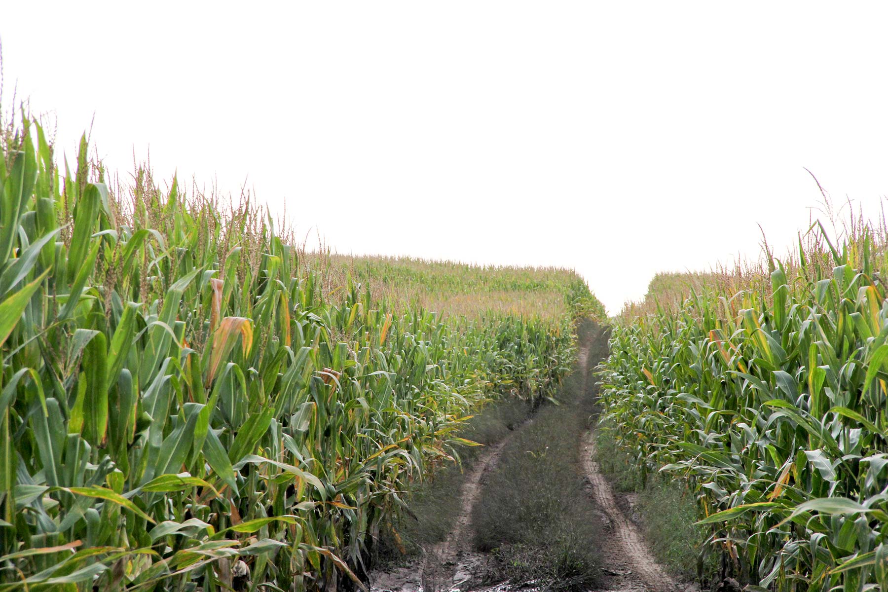 Bucktail Farm property picture 24 of 35