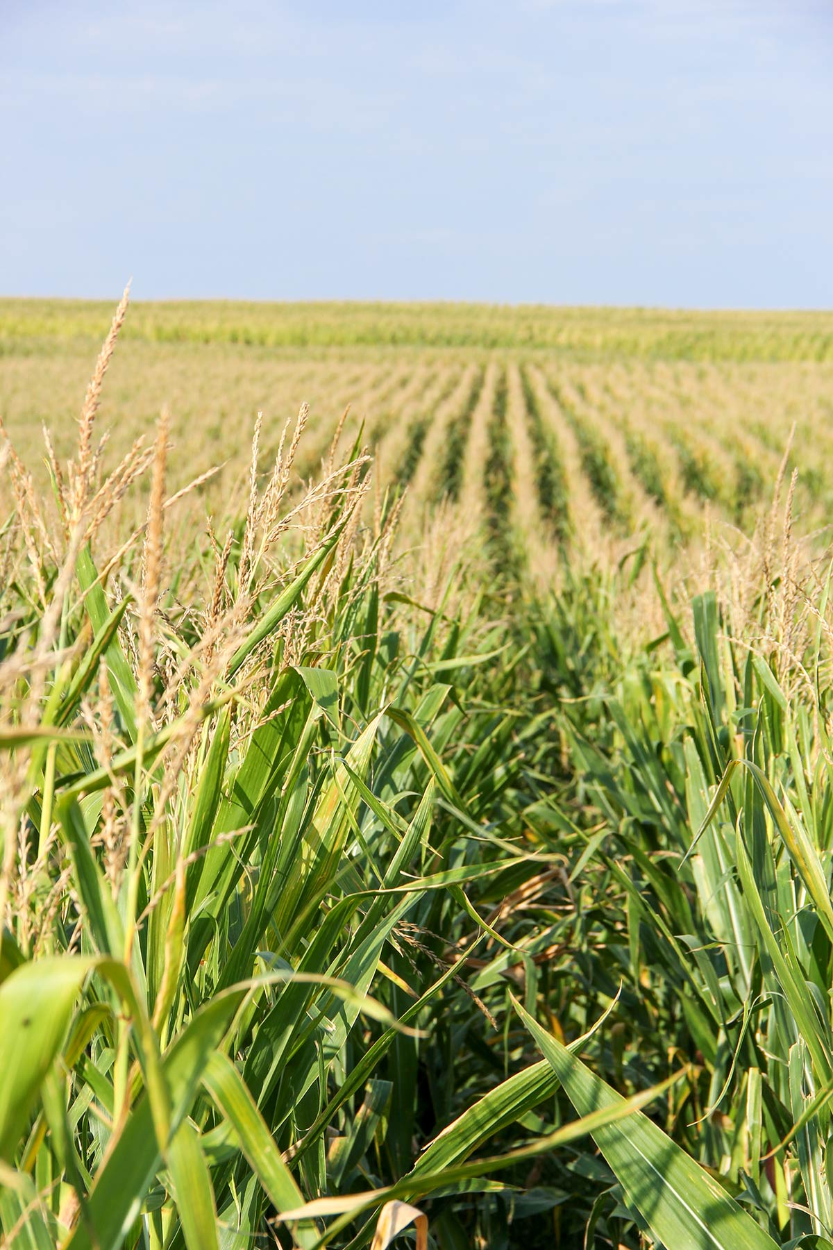 Bucktail Farm property picture 33 of 35