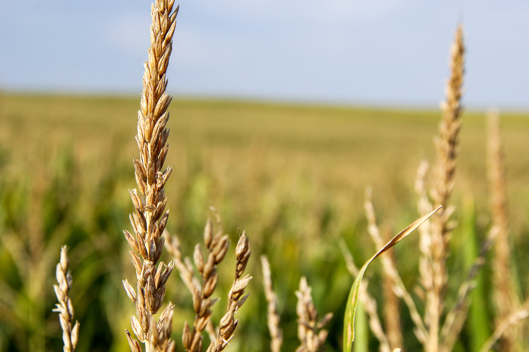 Bucktail Farm property picture 34 of 35