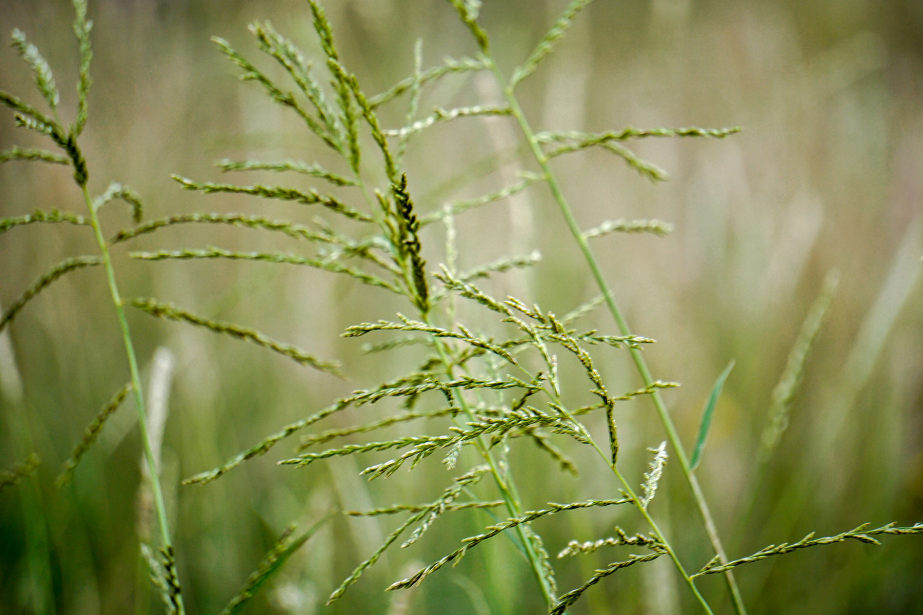 Water Canyon Ranch property picture 9 of 55