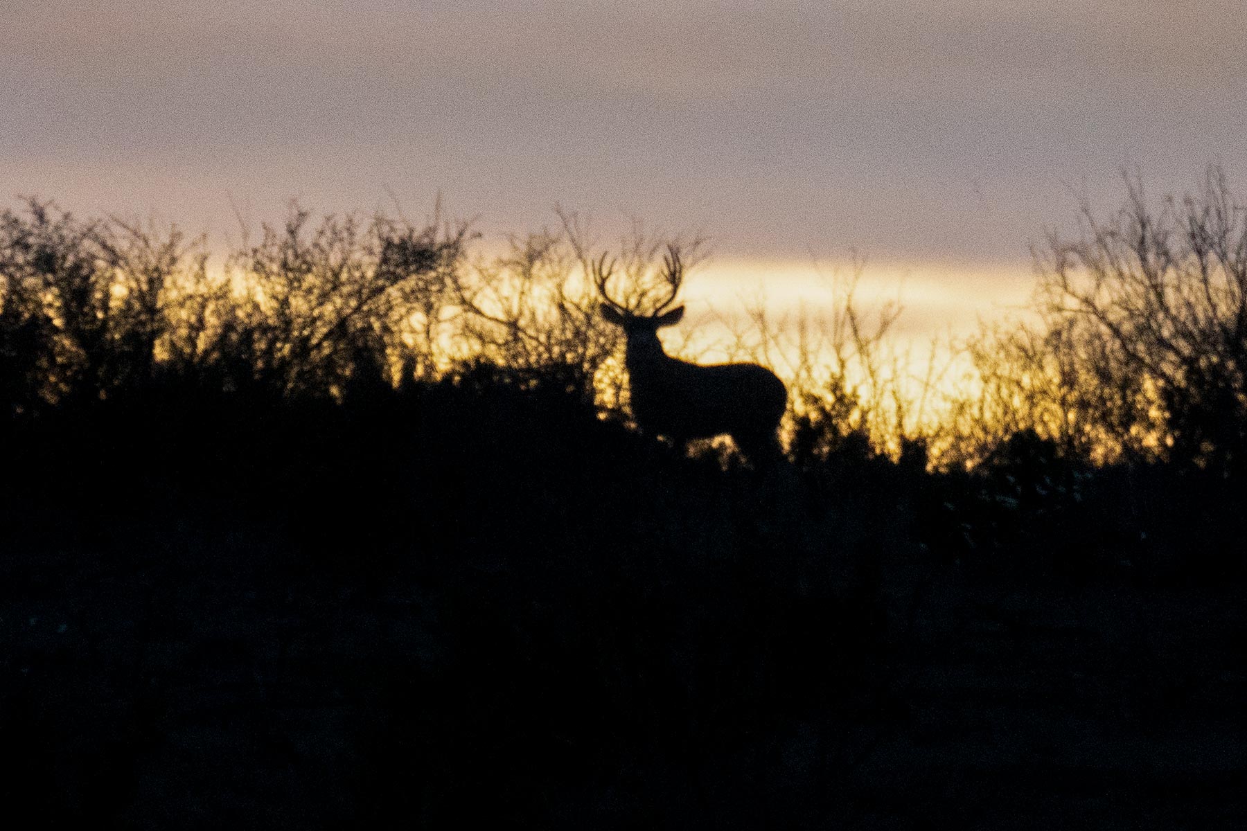 Water Canyon Ranch property picture 30 of 55
