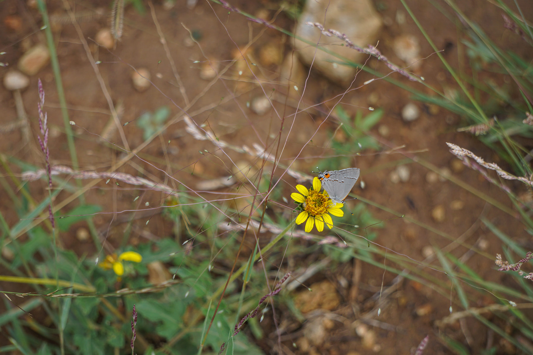 Water Canyon Ranch property picture 37 of 55