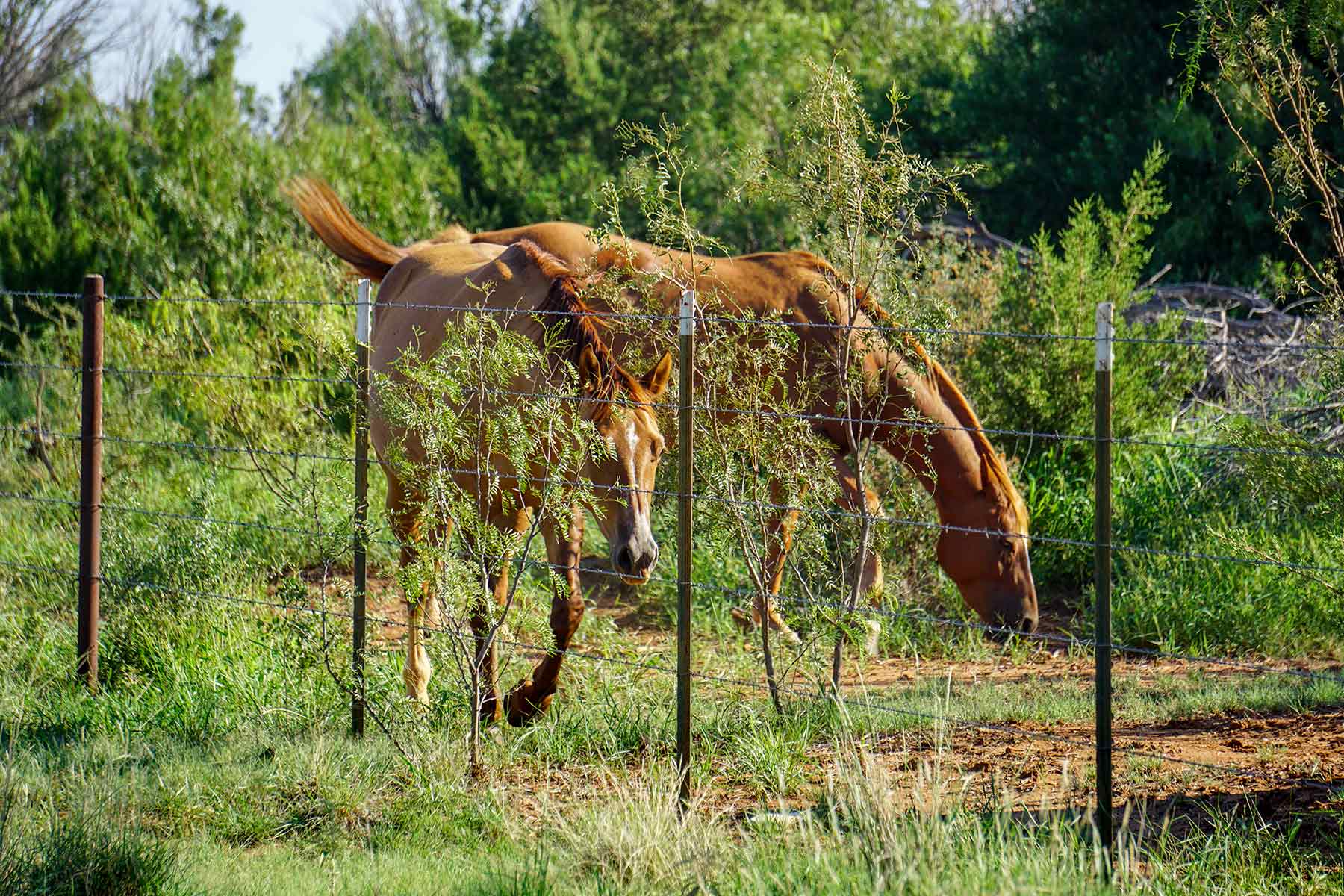 Water Canyon Ranch property picture 48 of 55