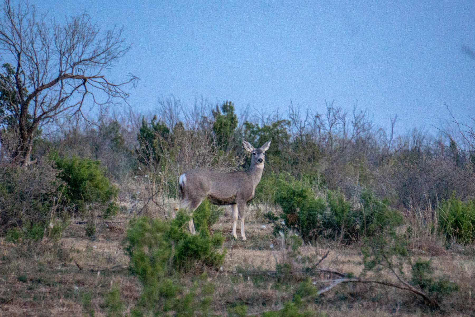 Water Canyon Ranch property picture 11 of 55