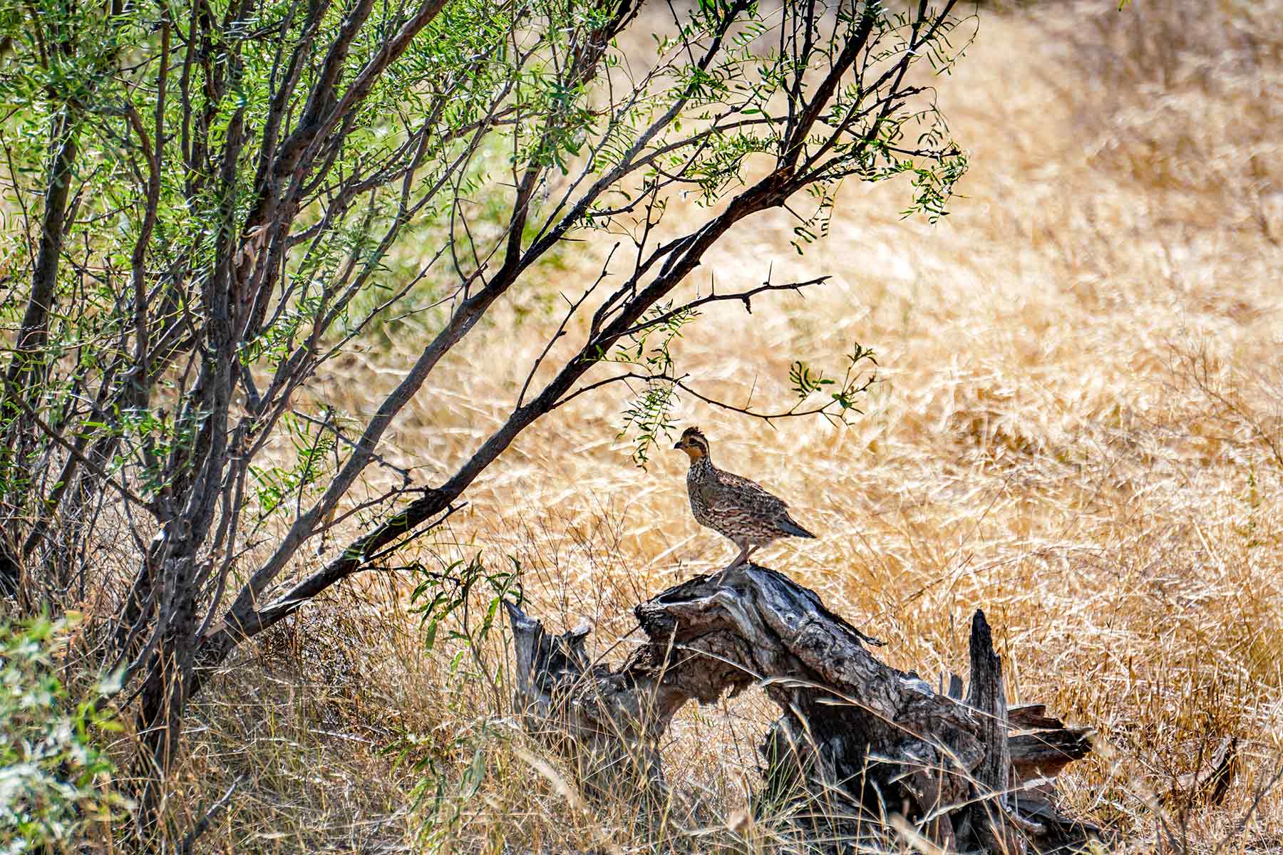 Water Canyon Ranch property picture 41 of 55