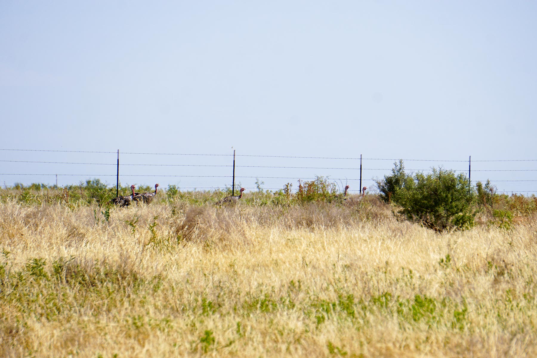 Water Canyon Ranch property picture 49 of 55