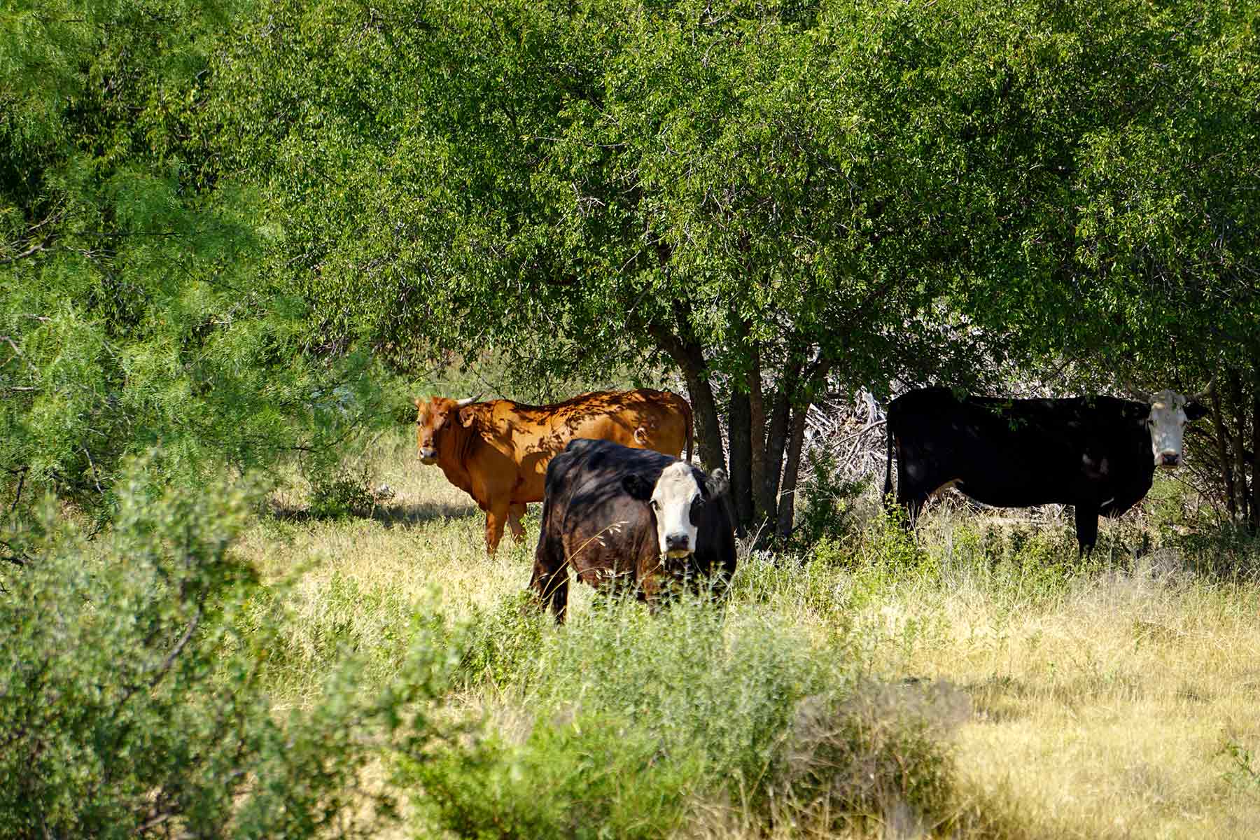 Water Canyon Ranch property picture 38 of 55